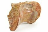 Fossil Spinosaurus Dorsal Vertebra Centrum - Morocco #367603-1
